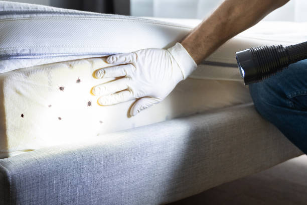 Best Wasp Removal Services  in Dyer, IN